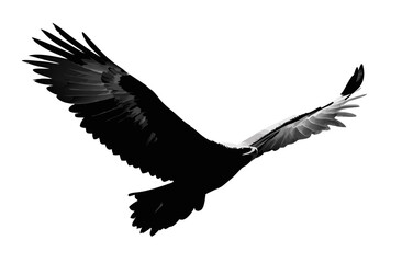 Obraz premium Powerful black silhouette of a bird of prey soaring majestically with wide-spread wings against a clean white background, freedom in flight.