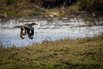 A Southern African Water Thick-knee flying along a bank of the Chobe River in Botswana