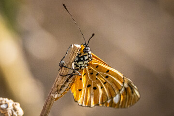 A Whitebar Acraea (Telchinia encedon encedon) perches in Botswana © FaerOut