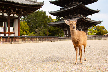奈良公園の鹿