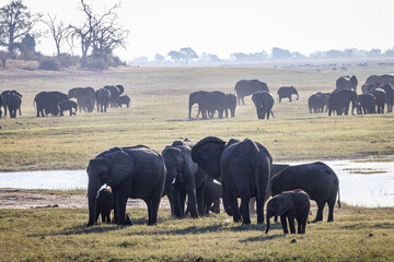 A herd of elephants along the river in Chobe National Park in Botswana, which has the highest density of elephants