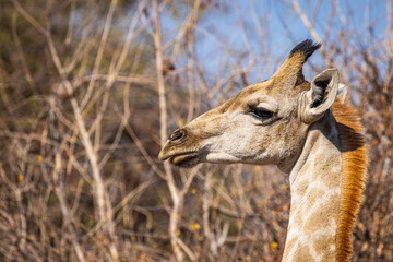 A young, cute South African Giraffe, closeup side view of the head