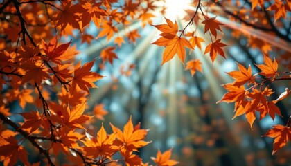 Autumn maple leaves on branches forest clearing nature photography bright sunlight close-up view seasonal beauty