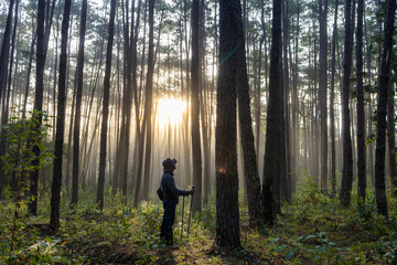 Asian hiker is using trekking pole while exploring in the pine forest for surveying and discovering the rare biological diversity and ecologist on the field study