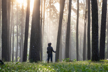 Asian hiker is using trekking pole while exploring in the pine forest for surveying and discovering the rare biological diversity and ecologist on the field study