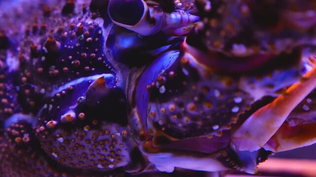 Very close up of a lobster head resting on the sea ground and moving his front legs and antennae