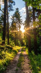 Sunlight path through forest (1)