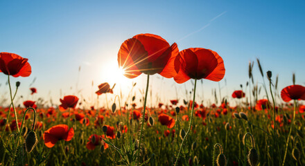 Radiant Poppy Field A Captivating Landscape of Vibrant Red Flowers Bathed in Golden Sunlight Against a Clear Blue Sky for Scenic Beauty and Serenity