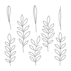 Botanical Line Art Illustration of Leaves and Branches.