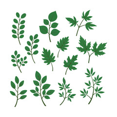 Collection of Green Leaves and Branches Botanical Illustration.