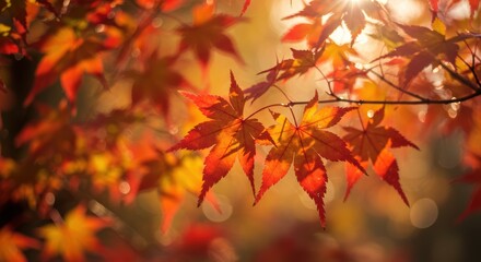 Fototapeta premium 紅葉と木漏れ日