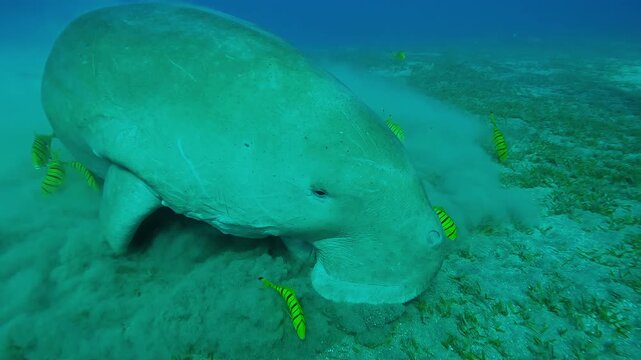 Close up of Sea Cow accompanied by school of Golden kingfish feeding seagrass on sea bottom, Sea Cow, Dugong dugon with shoal of Golden Trevally, Gnathanodon speciosus