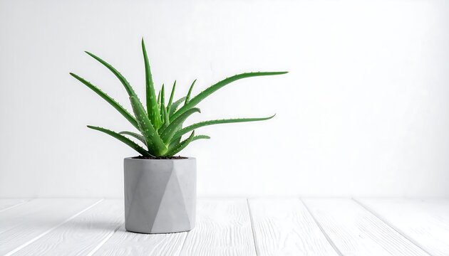 An aloe vera plant sits in a geometric gray pot on a white wooden surface against a plain white backdrop - Powered by Adobe