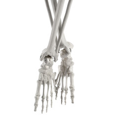 Feet of human skeleton isolated on white background