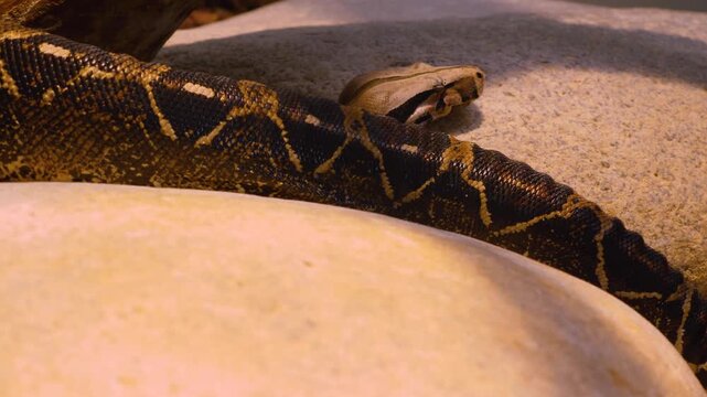 Close up body of a boa constrictor snake slowly crawling across a rock with a snake head in the background