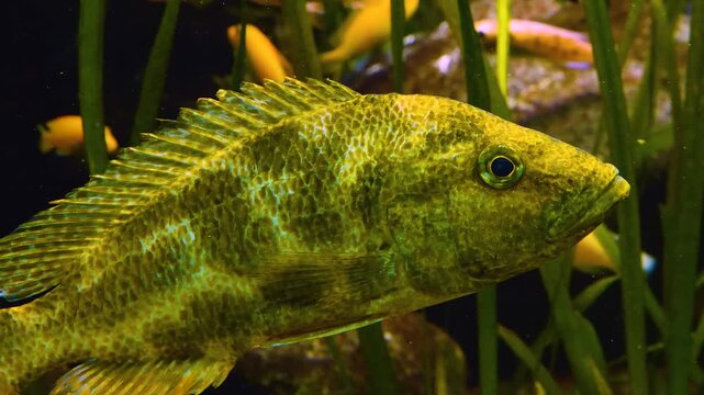 Close up of a Leopard cichlid fish slowly swimming around water plants underwater.