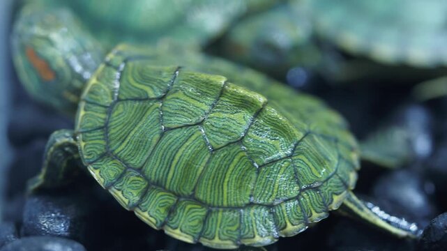 Colorful turtles basking on rocks in a warm sunlit habitat