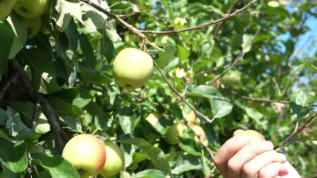 Close-up of apple picking in an apple orchard. The concept of harvesting and farming