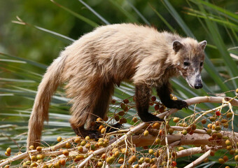 Coatimundi 