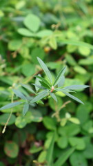 green plant with dew drops