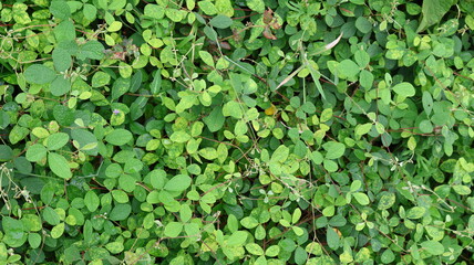 green leaves background