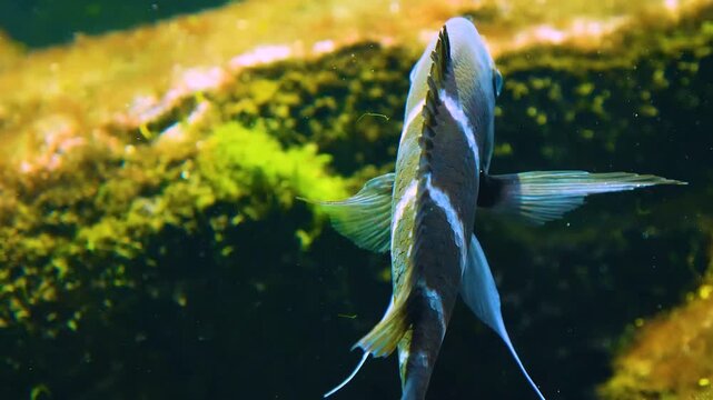 Close up of a humphead cichlid fish swimming around a rock underwater
