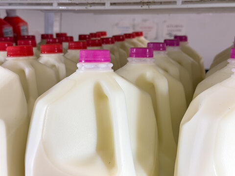 A view of several gallon size jugs of milk, on display at a local grocery store.