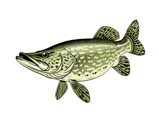 Fototapeta premium Fresh fish illustration isolated on white background with fishing and freshwater nature theme