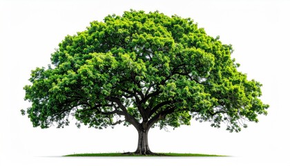 A large tree with a full, vibrant green canopy against a pure white backdrop