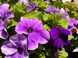 Fototapete bei efototapeten.de bestellen   