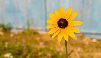 Single yellow flower in a field