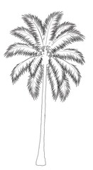 Obraz premium Detailed monochrome illustration of a palm tree with textured fronds for tropical vibe