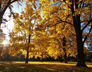 Sunny autumn park scene