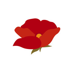 Poppy Flower Botanical Illustration
