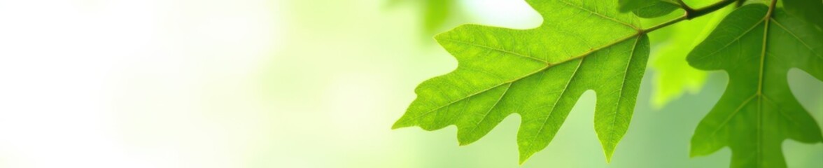 Vibrant green oak leaf, crisp detail, white backdrop, spring, botany