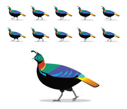 Himalayan Monal Nepal National Bird Walking Animation Vector