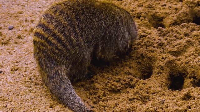 Close up of a mongoose digging a whole in sand on a sunny spring day