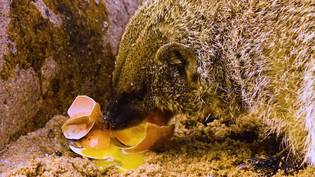 Close up of a mongoose eating a chicken egg on a sunny spring day