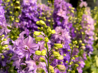 A view of a garden of delphinium flowers.