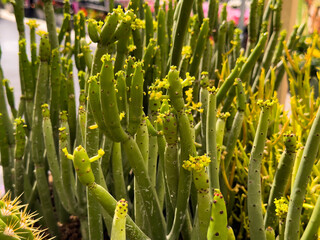 A view of the cat tails euphorbia plant.