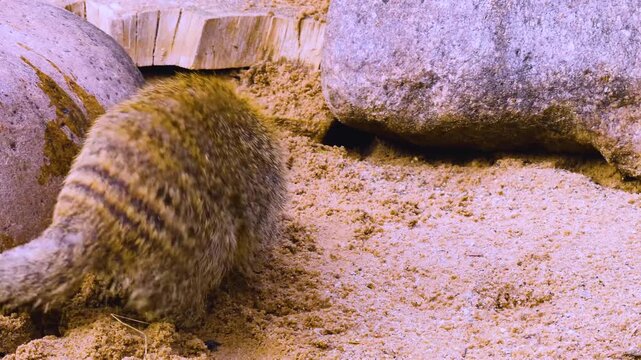 Close up of a mongoose eating a chicken egg on a sunny spring day