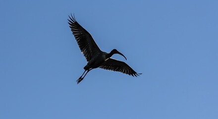 Obraz premium Elegant black ibis soars gracefully against a clear blue sky capturing freedom and nature's beauty