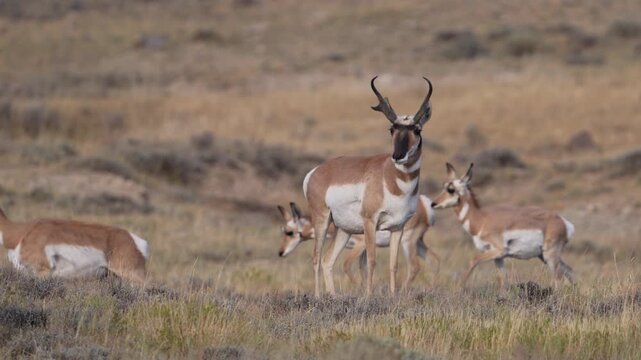 Herd of pronghorn moving through a landscape in Wyoming.