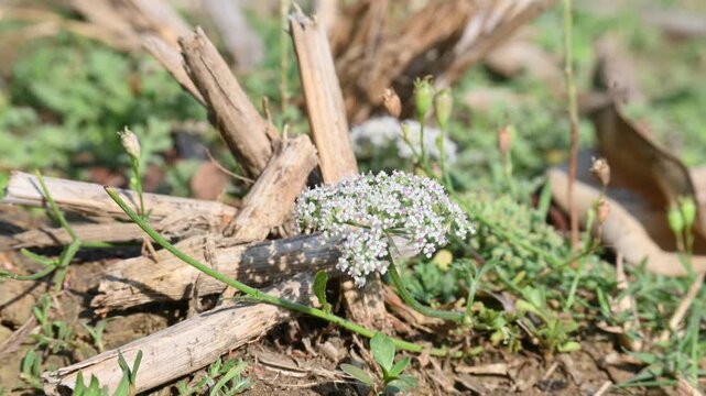 Indian Moon Carrot flower. Its common names Indian Stone Parsley, Vanayamam, Vanayamani and Seseli diffusum. It is used in many Ayurvedic medicines.