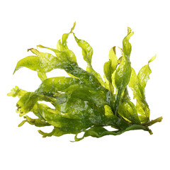 Bright yellow-green seaweed