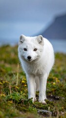 Obraz premium Arctic fox in a grassy landscape
