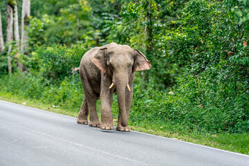 Obraz premium Its body is gray, its snout is called the trunk. The trunk of the Asian elephant has only one beak. Nakhon Ratchasima, Thailand.