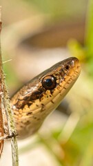 Fototapeta premium Close-up of a snake's head and neck, partially obscured by vegetation