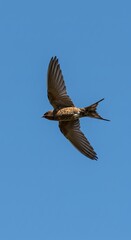 Fototapeta premium Graceful flight of a barn swallow against a serene blue sky captures the beauty of nature
