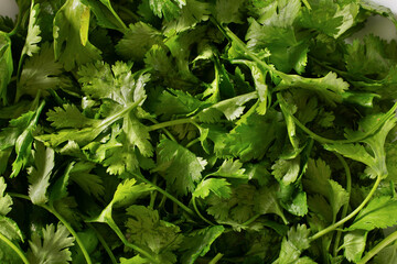 A top down view of a pile of cilantro, as a background.